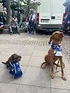 Auch Frieda (l.) und Lupo (9) sind bei der Aufstiegsparty dabei.
