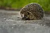 Igel