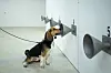 Ein Spürhund wird trainiert, eine Corona-Infektion zu erschnüffeln.