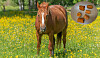 Ein Pferd und Karottenstücke mit Nadeln