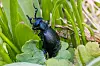 Gefährlich und gefährdet: Der Blaue Ölkäfer (Meloe proscarabaeus).