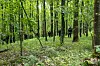 Polizisten durchkämmen bei der Suche nach einer vermissten Grundschülerin ein Waldstück.