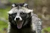 Marderhund