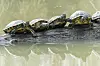 Schmuckschildkröte