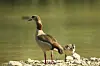 Nilgans