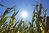 Sonne über einem Maisfeld