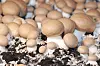 Champignons