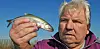 Die Fischbestände in der Elbe schrumpfen kontinuierlich. Den Stint zum Beispiel hat Fischer Wilhelm Grube früher in großen Mengen fischen können. (Archiv)