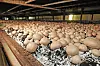 Champignon Zucht Rüschmeyer Winsen