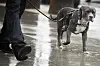 Hund an der Leine