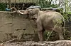 Elefantenbulle Maurice erkundet seinen Auslauf im Hamburger Tierpark Hagenbeck.