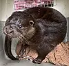 Otter in der Wildtierstation
