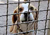 Ein Wegfall der Hundesteuer soll die Vermittlung von Tierheim-Hunden fördern (Symbolbild Hund im Tierheim).