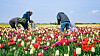Tulpen Pflücken