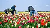Tulpen Pflücken