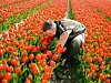 Tulpenzüchter