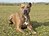 Pittbull-Mix