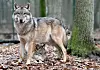 Ein europäischer Grauwolf steht im Wald