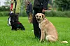 Hund mit Besitzer:innen der in die Kamera guckt