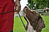 Hund an der Leine