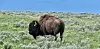 Bison im Yellowstone Nationalpark