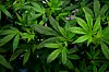CBD