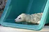 Ein Kegelrobbe robbt aus einer Wanne