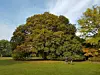 Beliebtes Fotomotiv: der Berg-Ahorn im Nienstedter Hirschpark.