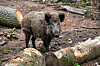 Ein Wildschwein