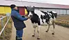 Russische Bauern haben es als erstes probiert: Eine Kuh mit einer VR-Brille.