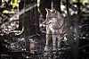 Wolf im Wald