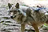 Mehrere Personen berichteten: In der Stadt Hannover sei am Dienstag ein Wolf gesichtet worden. (Symbolbild)