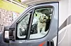 Hund im Auto