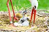 Mahlzeit! Ein Elterntier versorgt die hungrigen Storchen-Babys mit Nahrung.