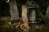 Grabstein oder Baumstamm? Kräftemessen auf dem aufgegebenen Friedhof