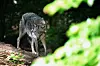Wolf im Wald