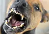 Nachdem der Hund mehrere Menschen angegriffen hatte, erschossen ihn die Polizisten (Symbolfoto).