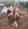 Storch mit seinem Nachwuchs