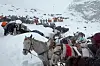 Dorfbewohner steigen mit ihren Ochsen und Pferden den Mount Everest hinauf, während sie versuchen, Hunderte von Wanderern zu erreichen, die durch den starken Schneefall eingeschlossen sind.