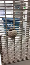 Maus in Gitter