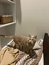 „Jedes Mal, wenn wir Waffen oder Raketen hören, oder wenn wie die Sirenen heulen, schnappen wir uns die Katze, laufen in die Küche und warten dort.“