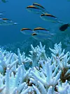 Weiß verblichene Korallen im Great Barrier Reef.