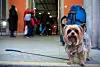 Yorkshire-Terrier an einer Leine (Symbolbild)