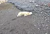 Der von offizieller Stelle erschossene Eisbär.