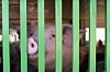 Schweinetransporter