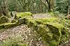 Reste von Munitionslagerhäusern im Wald sind von einer Moosschicht überzogen.