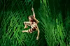 Alexander Klaws als Tarzan