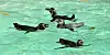 Humboldt-Pinguine schwimmen in ihrem Becken im Zoo (Symbolbild).