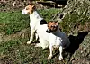 Zwei kleine, süße Jack Russel Terrier