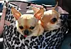 Chihuahuas in Handtasche